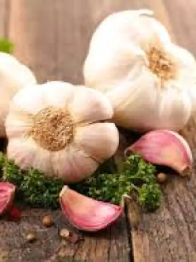 Garlic: कैंसर जैसी जानलेवा बीमारी का खात्मा कर सकता है ‘लहसुन’, इन 6 रोगों से भी दिला सकता है मुक्ति
